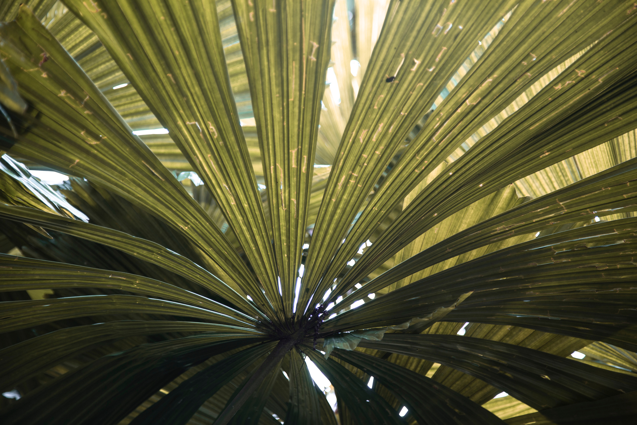 Green leaves on branch of tropical plant